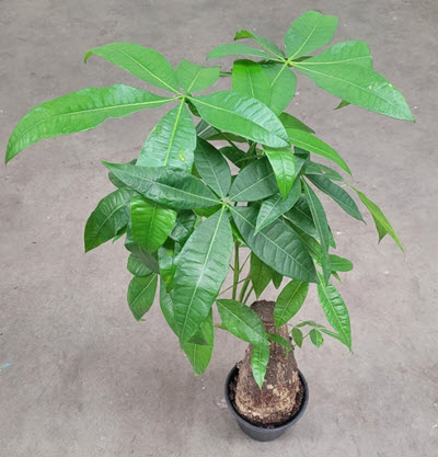 6" Pachira Money Tree Stump